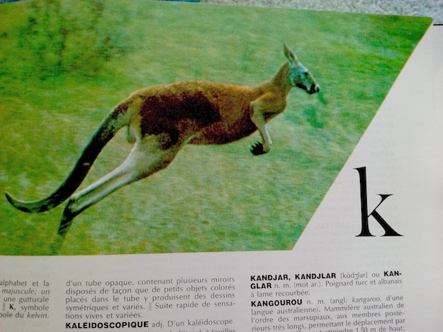 k comme kangourou