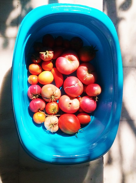 tomates-en-bassine-1
